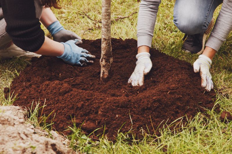 Magnolia Tree Planting in Ventura County, CA